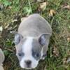 9 week old blue female boston terrier