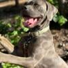 Female cane Corso  sold