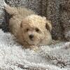 Poodle