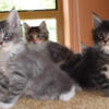 Purebred Maine coon kittens