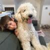 One year old male goldendoodle