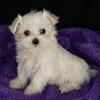 Diana – Sweet Female Maltese Puppy Available | (325) 733-0339