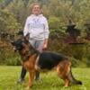 2yr old Import female German Shepherd (AKC now)