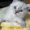 Full British Shorthair Beautiful kittens