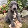 AKC Great Dane puppies