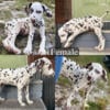 Registered Dalmatian puppies 