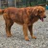 AKC Golden Retriever Stud - Fully tested