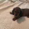 Dachshund puppies for sale