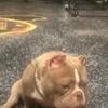 Micro exotic American Bully