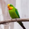 Pairs of superb parrots