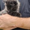 Kittens Chantilly Tiffany Maincoons 💜