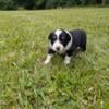 AKC registered Border Collie puppies available in Michigan