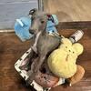 Adopted! FOUND HIS FAMILY!!! Beautiful sweet loving BLUE Italian greyhound Leo baby