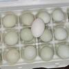 Silkie chick DNA tested for blue egg genes