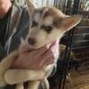 WOLF HUSKY