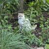Registered Exotic Shorthair Dollface Persian Female