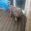 Adult Male Exotic bully for trade or Sale