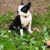 Mini Boston terrier female