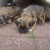 Shihtzu Yorkie 