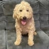 Young adult female goldendoodle