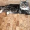 Maine Coon Breeding Male