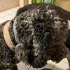 Merle standard poodle 