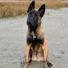 Male- Serbian Import Line Belgian Malinois