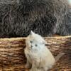 British shorthair kittens