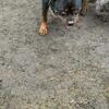 Rottweiler AKC Stud Male
