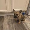Cairn Terrier Puppies