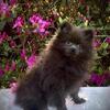3 month old Pomeranian Puppy