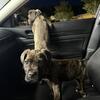 CANE CORSO PUPPIES FOR SALE