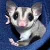 Sugar Gliders