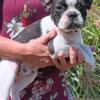 Male French bulldog beautiful puppy!