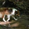 Old-Time Scotch Collies in Michigan