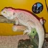 Bearded Dragon with Tank and supplies