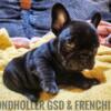 French bulldog puppies