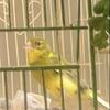 Male Canary – 2.5 Years Old – $75