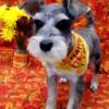 Playful and energetic mini schnauzer pup needs a good family home.