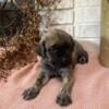 English Mastiffs  born 9/6/24