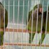 Young Green Quaker Parrots