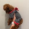 Tiny Korean Teacup Poodle - female 14 months old