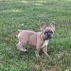 French bulldog pups ready now one male and one female