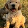 Three males golden doodles 8weeks