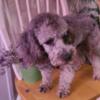 CKC Toy Poodle FOR STUD