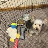 MORKIE (Maltese & yorkie)