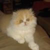 Persian kitten for sale or trade