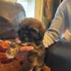 Shih Tzu puppy, black and white girl is available