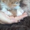 Beautiful persian kitten, little boy GIVENCHY