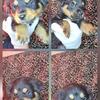 Rottweilerpuppies.us